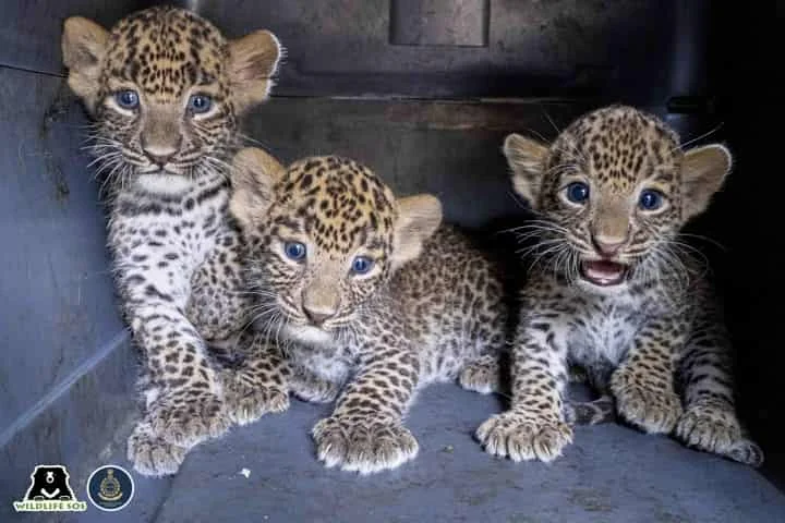 Maharashtra farmers unite 4 leopard cubs with mother for a second time!