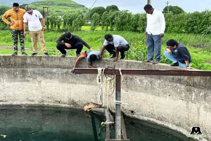 Pune villagers help rescue Golden jackal from a 50-foot-deep well