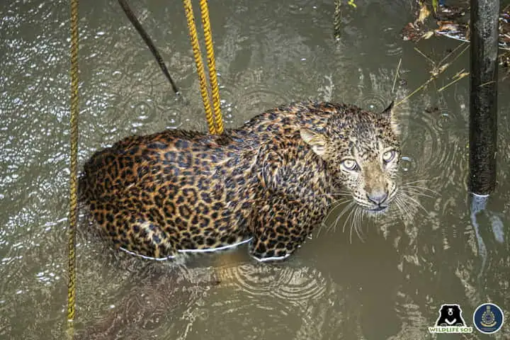 Maharashtra farmer’s prompt action saves leopard from 70-feet-deep well