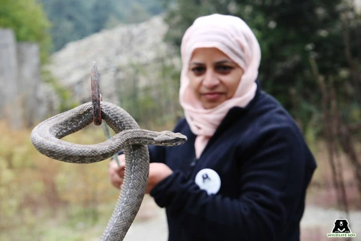 Panic in Srinagar locality as 4-foot-long venomous snake is rescued