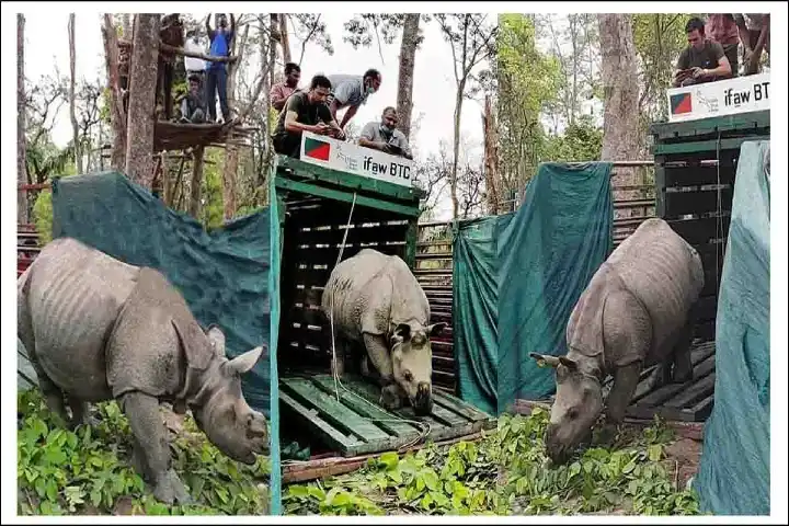 Assam State Zoo gets three new rhinos from Kaziranga National Park