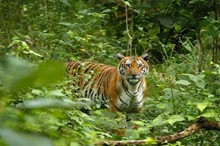 Tiger cub moved to 10,000 sq ft enclosure in Tamil Nadu to prep for life in the wild