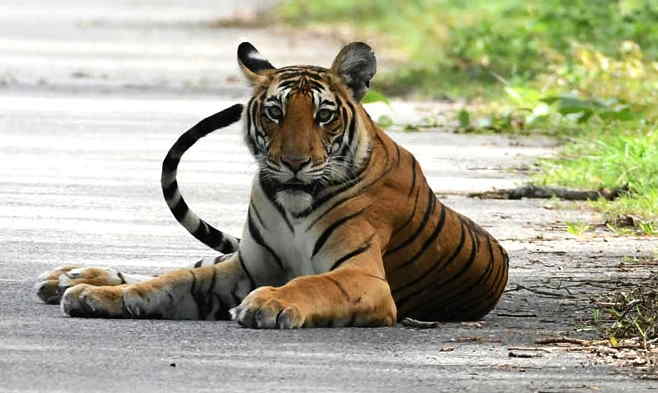 Private buses barred from core area of Corbett Tiger Reserve by SC