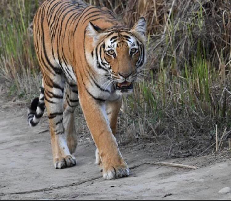 Young tigress killed in turf war, two years after mother Avni was shot dead