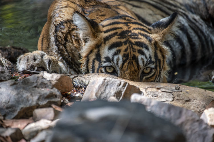 India blazes a success story with tiger conservation