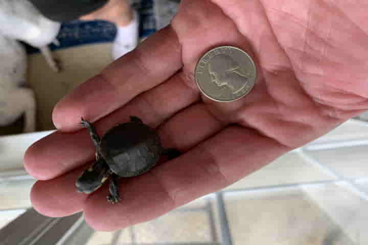 Good Samaritan saved dying turtle’s eggs and now her progeny springs to life