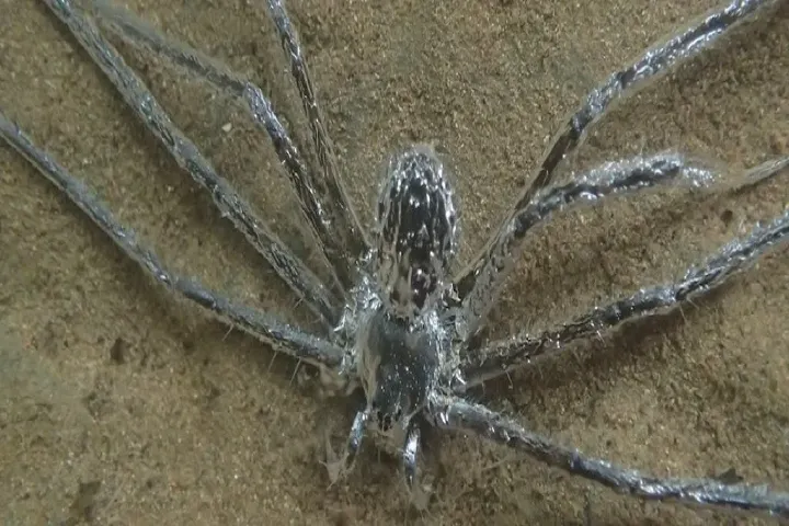Amazing spider discovered in Costa Rica that can stay underwater for more than 30 minutes!