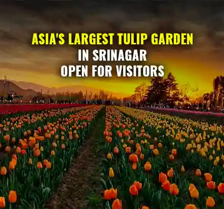 Jammu & Kashmir- Asia’s Largest Tulip Garden In Srinagar With 1.5 Million Tulips Opened For Visitors