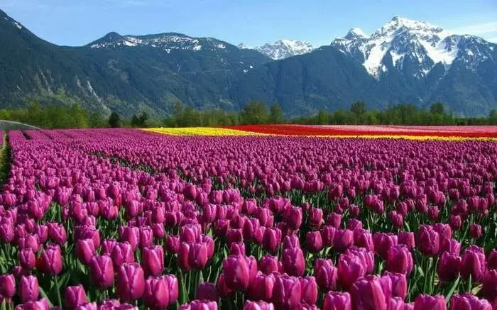 Asia’s largest tulip garden with 15 lakh bulbs thrown open to tourists in Srinagar