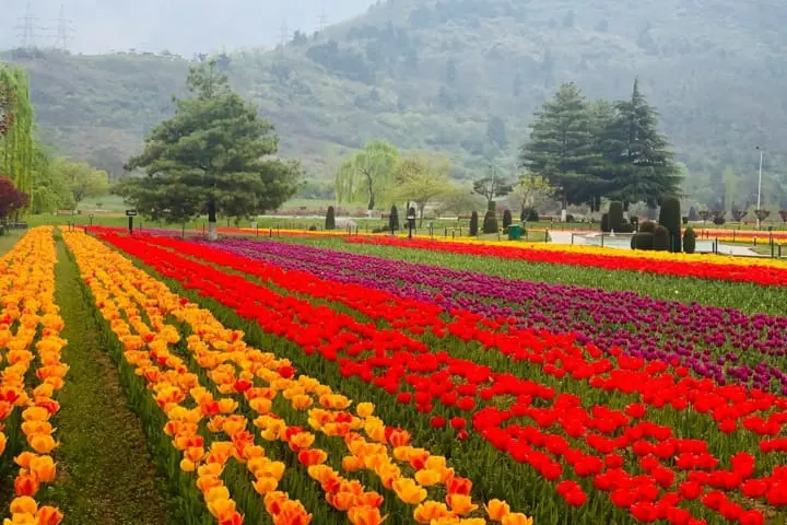 Kashmir tourist arrivals at record high, tulip garden is a big draw