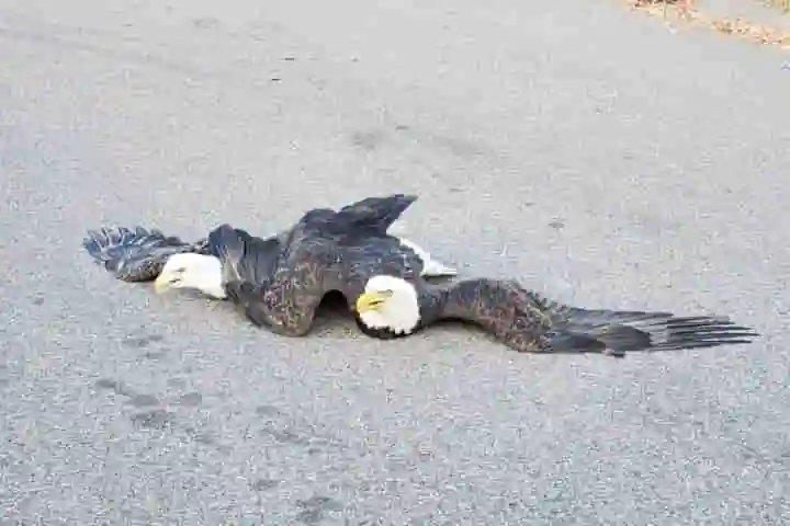 Fight between two bald eagles in a Minnesota street hides a fascinating back story