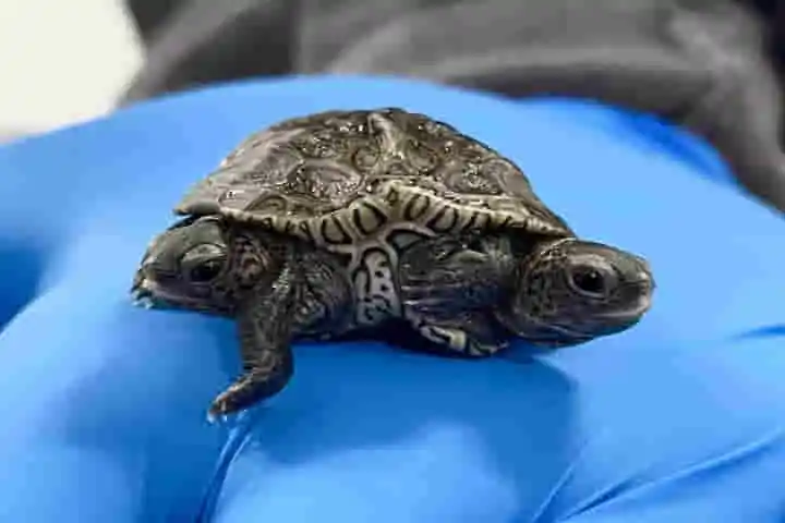 Conjoined turtles with two heads learn how to swim and survive