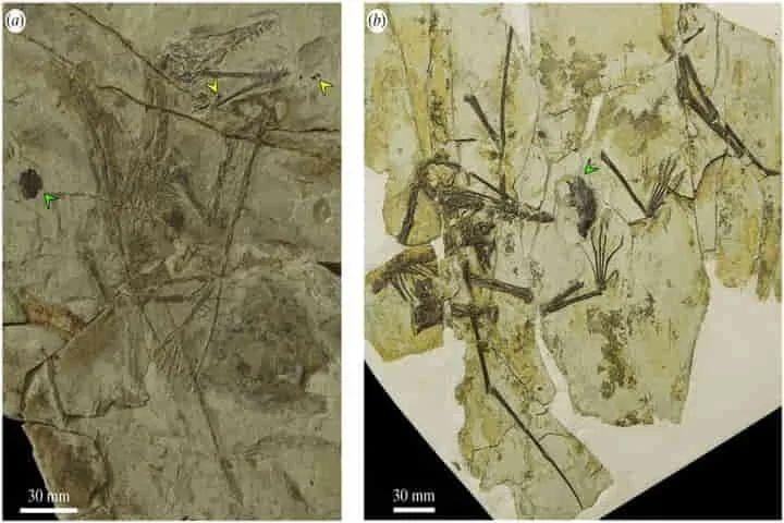 Flying dinosaurs of Jurassic era discarded undigested food via mouth just like modern-day owls