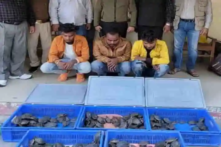 More than 250 turtles seized by Lucknow STF