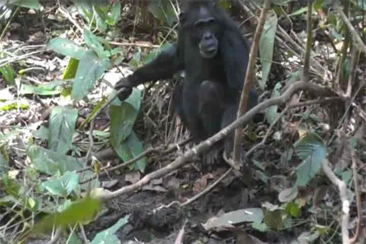Scientists discover chimpanzees in Uganda’s rainforest digging wells to drink water