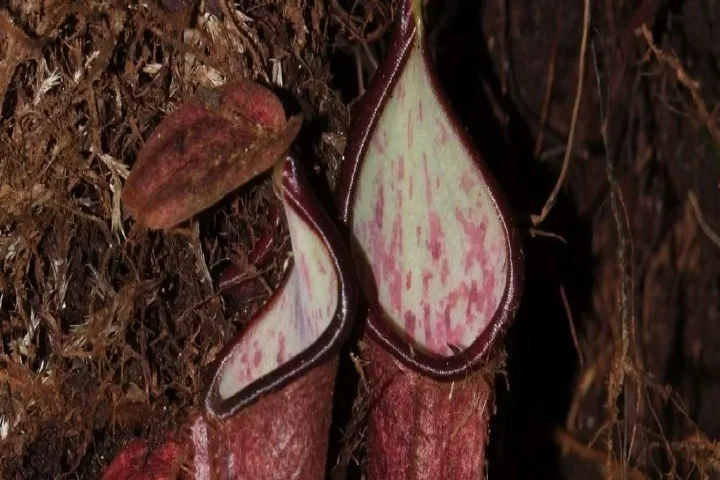 Carnivorous plant that traps prey underground stuns scientists