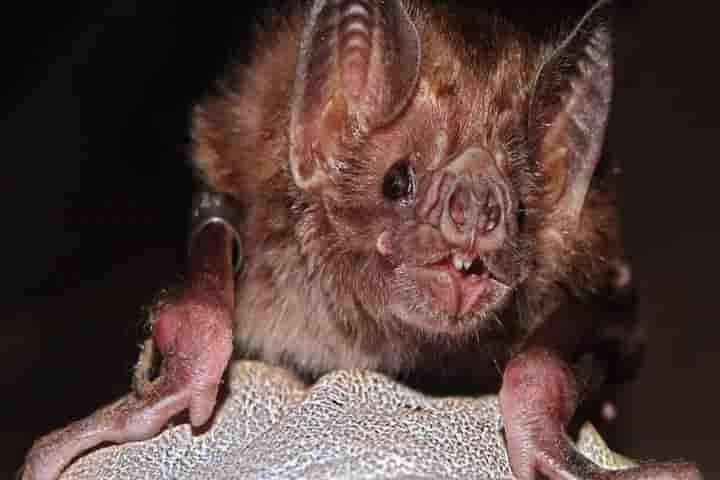 Gene tweaks enables vampire bats to live off blood