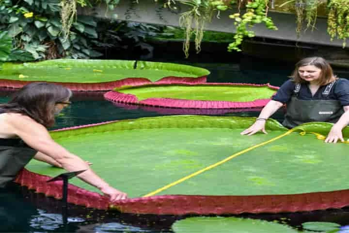 Biologists discover a new species of waterlily — the largest in the world!