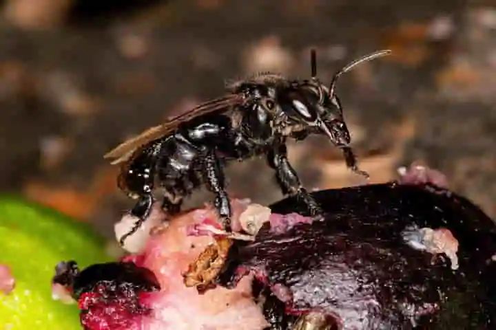 Vulture bees of Costa Rica feast on meat