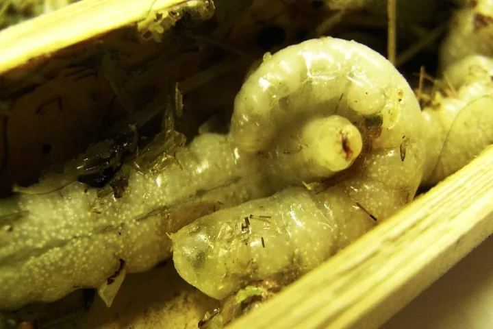 Why do wasp larvae become Cannibals feeding on their own?