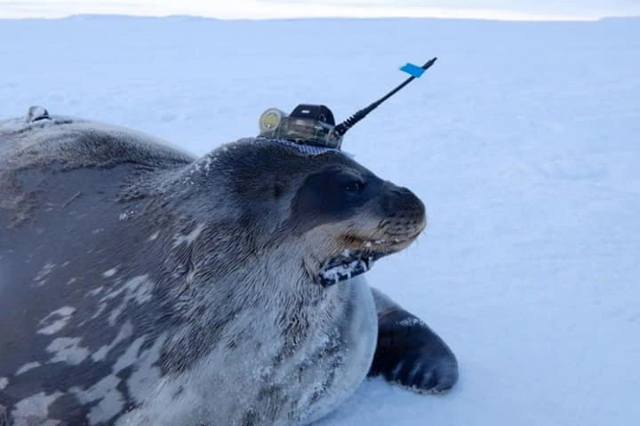 Scientists use smart Seals to reveal secrets of the Antarctic