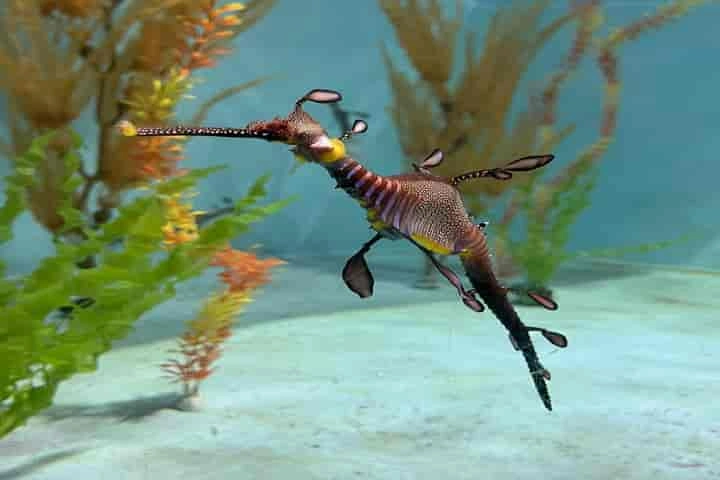 Toothless sea dragons add colour and intrigue to marine life