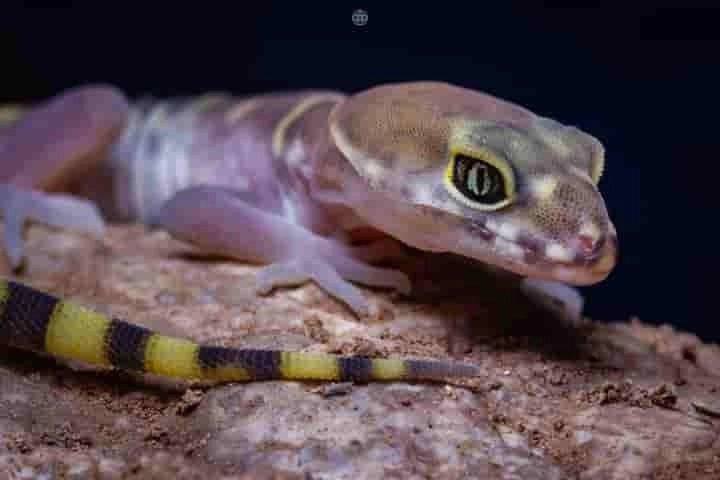 Why gentle Gecko lizards turn violent when hunting scorpions?