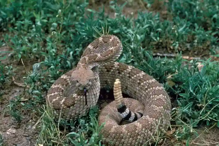 Rattlesnakes, masters of fatal deception