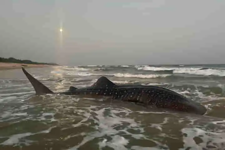 In Visakhapatnam, people join hands to save stranded  whale shark