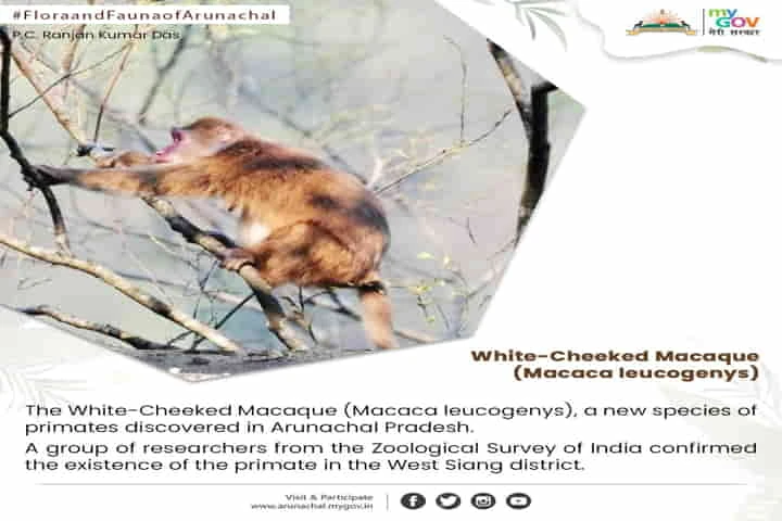 White-Cheeked Macaque new addition to India’s mammals found in Arunachal Pradesh