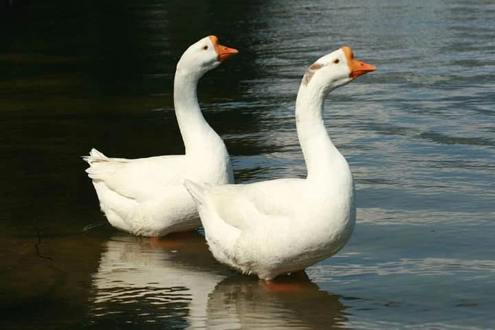 7000 years ago, humans first domesticated geese and not chicken – new study