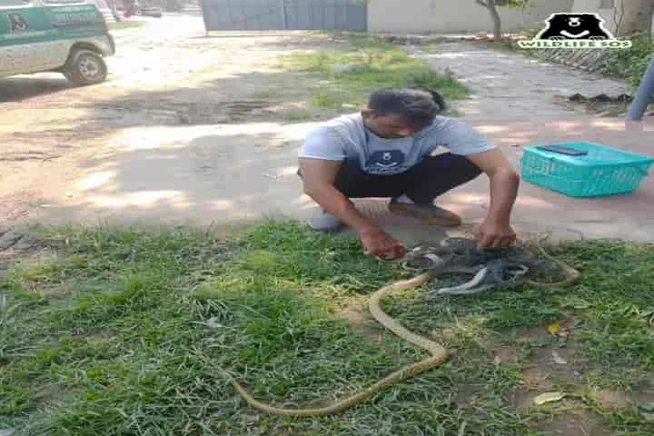 20 reptiles rescued in Delhi-NCR as monsoon forces snakes to enter homes and offices