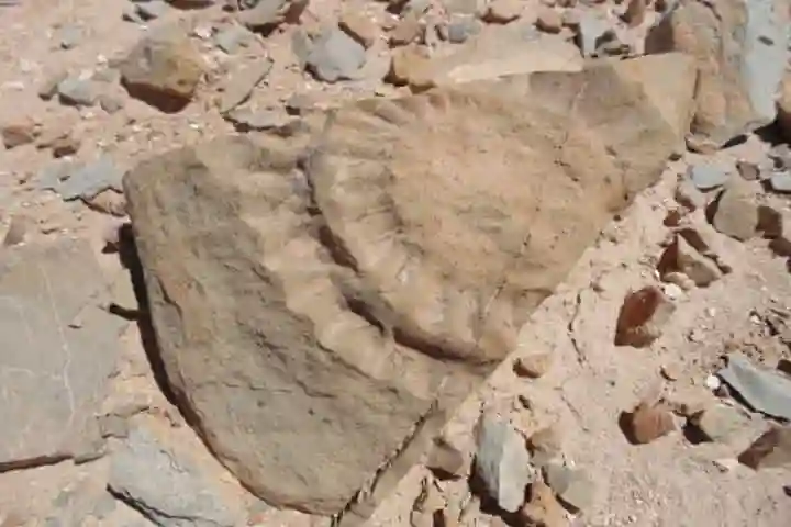 ‘Winged Lizard’ of Jurassic period discovered in Chile for the first time