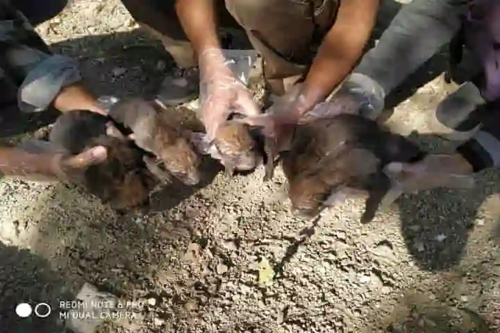 10 Indian Grey Wolf pups born in captivity in Gujarat’s conservation programme