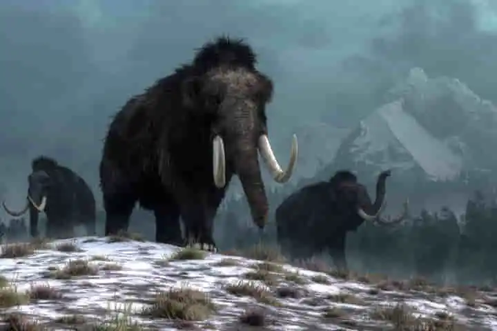 Did extinction of giant herbivorous like woolly mammoth and giant bison lead to increase in wildfires?