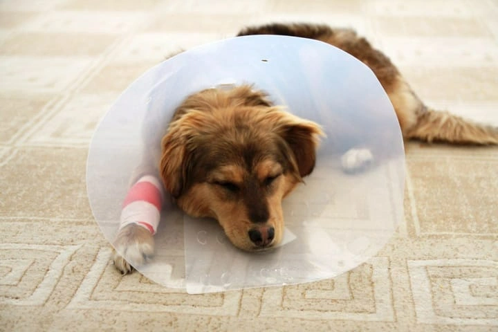 When dogs lick their wounds does it help in healing injuries?