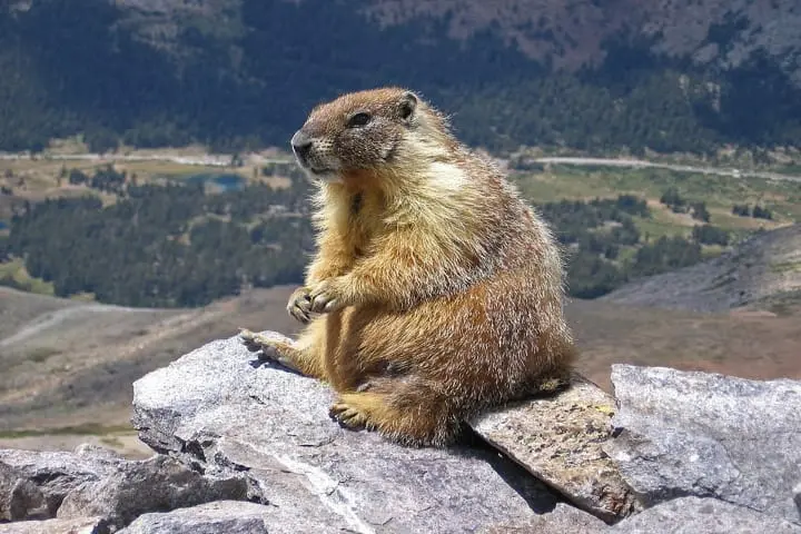 Can ground squirrels teach scientists how humans can live for long?
