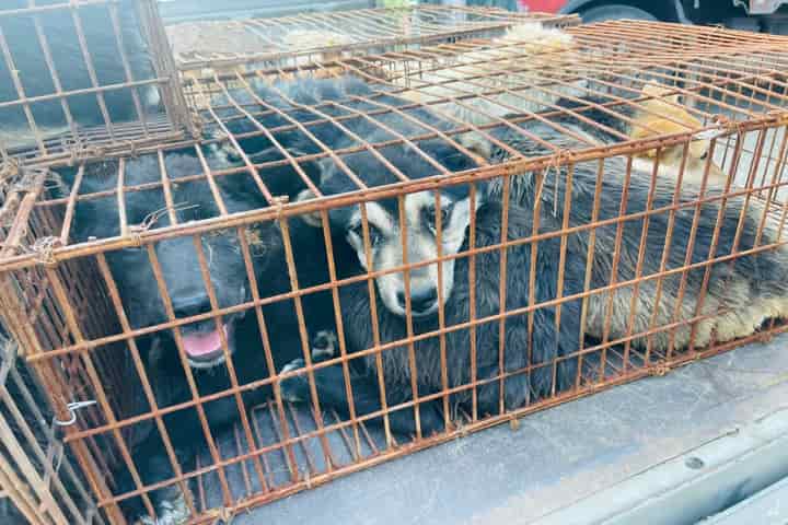 Animal activists rescue 68 dogs heading for China’s dog meat festival