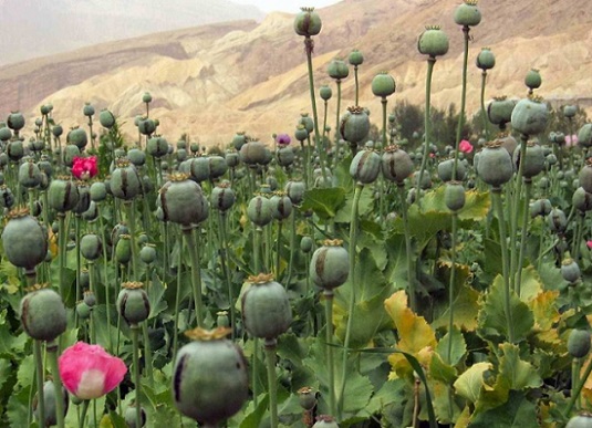 Russia to help Afghanistan eliminate drugs to save region from the menace
