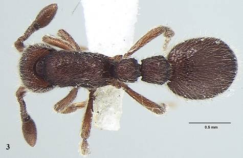 New ant species discovered in India