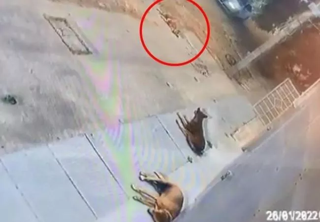 Video shocker: Cruel Audi driver deliberately runs over sleeping dog in Bengaluru, arrested later