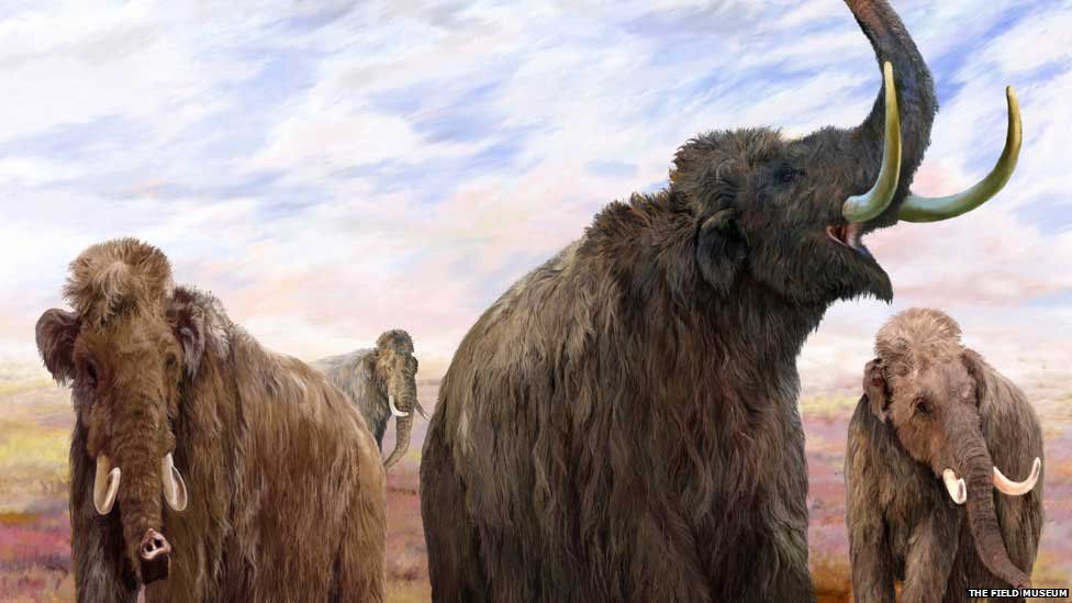 Climate change wiped out mammoths and mastodons and not hunting by early humans says a study