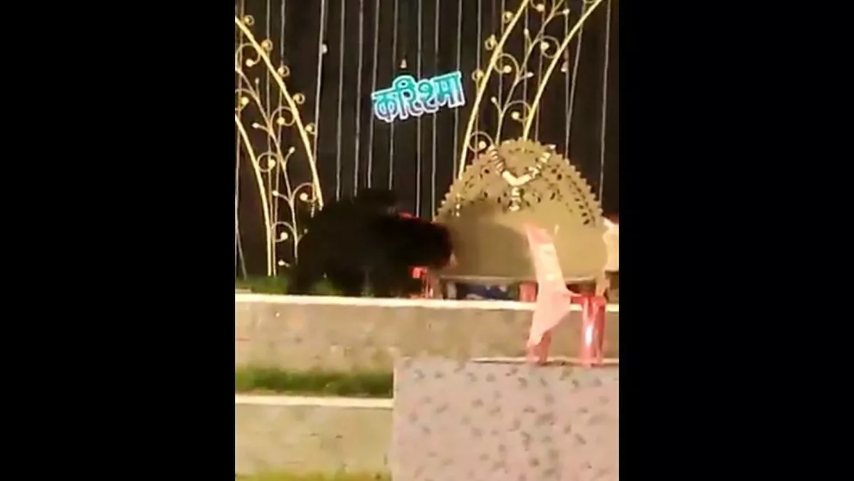Video: Mother bear with two cubs gatecrashes wedding reception at Chhattisgarh