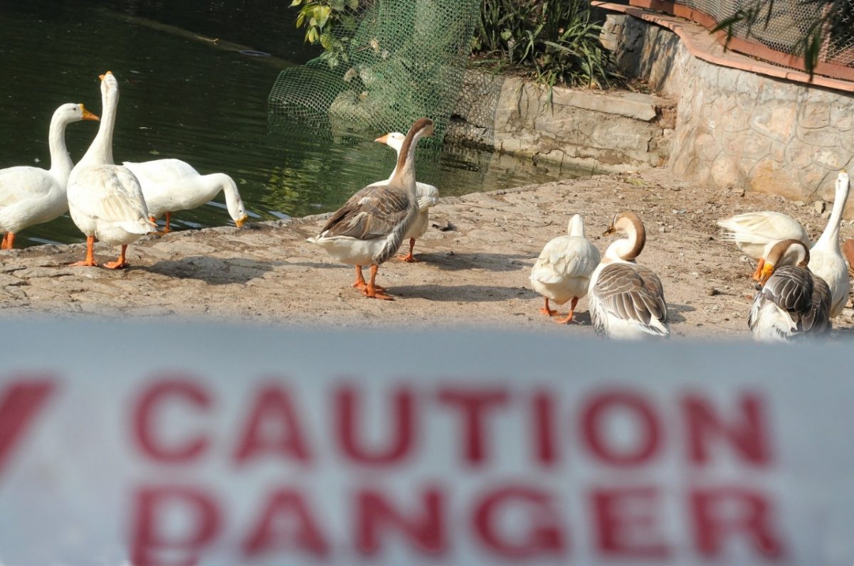 Bird flu: Ganderbal in J&amp;amp;K reports unnatural mortality of birds