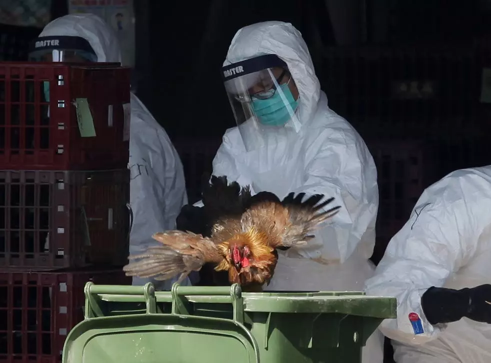 Surge in bird flu cases in Asia and Europe triggers alarm