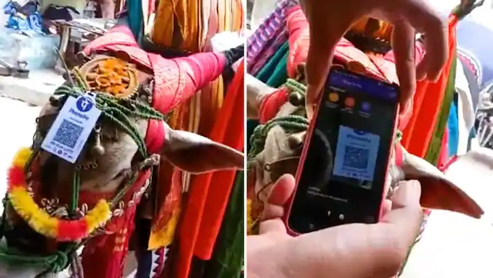 Viral video: Street performer’s bull collects digital payments!