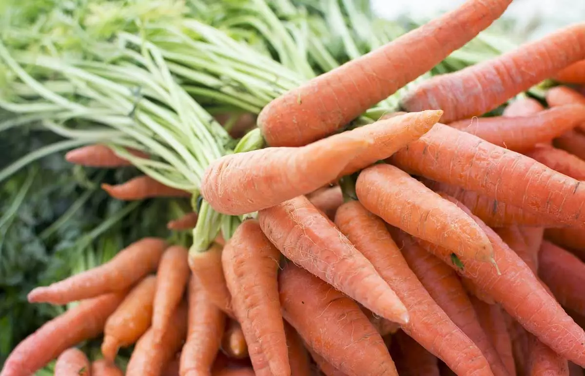 Top global agricultural firms being probed over price collusion in sale of carrot seeds to India’s farmers