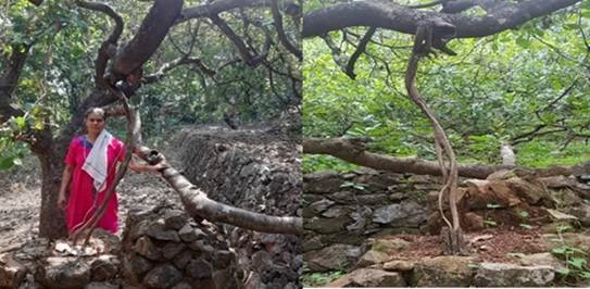 Kerala woman farmer develops novel method to save cashew trees from cyclones