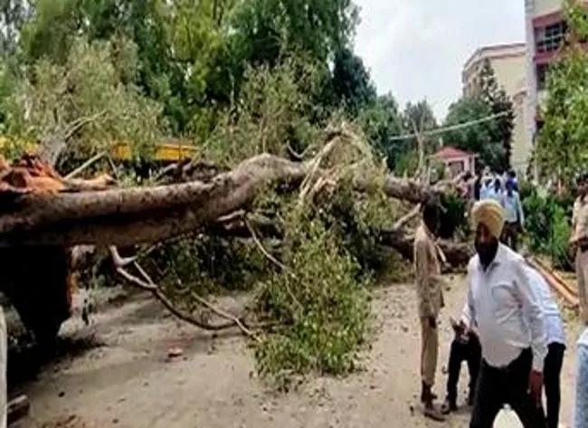 250-year-old ‘heritage’ tree crashes in top Chandigarh school killing one student and injuring 16