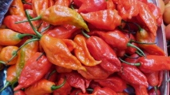 Indian chillies spice up China’s kitchens, of course with a bowl of rice